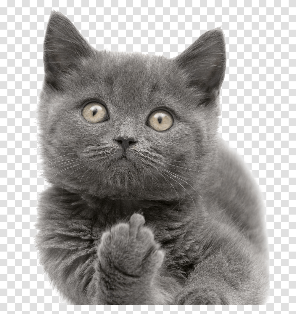 Cats Free Images Cat Pulling Middle Finger, Pet, Mammal, Animal, Manx Transparent Png