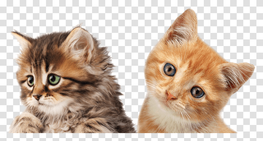 Cats Free Images Download Kitten Blank Sign, Pet, Mammal, Animal, Manx Transparent Png