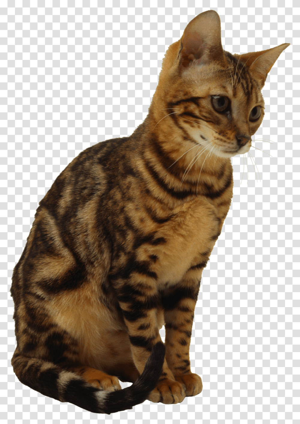 Cats Image Without Background Cat Sitting Background Transparent Png
