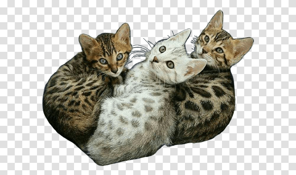 Cats Kittens Cat Kitten Meow Exotic Animal Cutest Bengal Kitten Ever, Pet, Mammal, Manx, Egyptian Cat Transparent Png