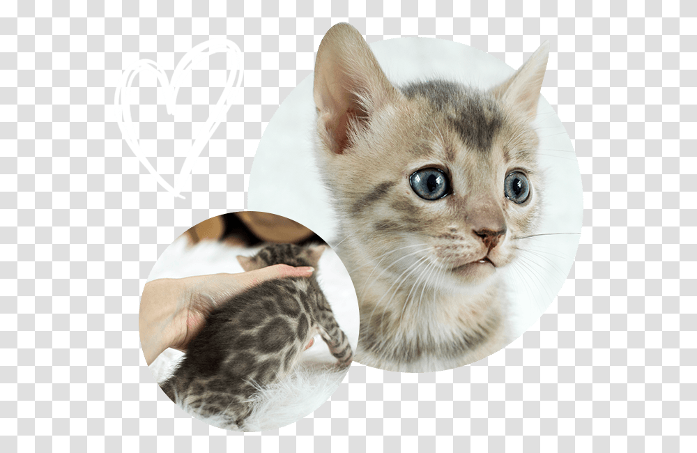 Cats Kittens For Sale Kitten, Pet, Mammal, Animal, Manx Transparent Png