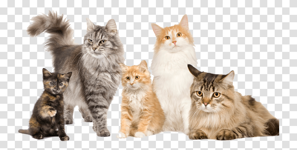 Cats Many, Pet, Mammal, Animal, Manx Transparent Png