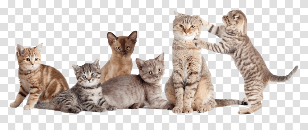 Cats National Cat Day 2017, Pet, Mammal, Animal, Abyssinian Transparent Png