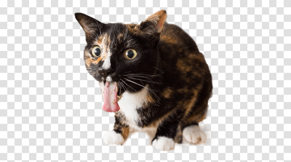 Cats On Catnip, Pet, Mammal, Animal, Mouth Transparent Png