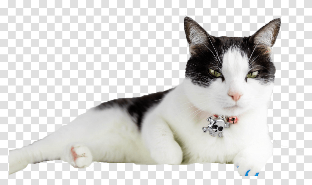 Cats, Pet, Mammal, Animal, Manx Transparent Png