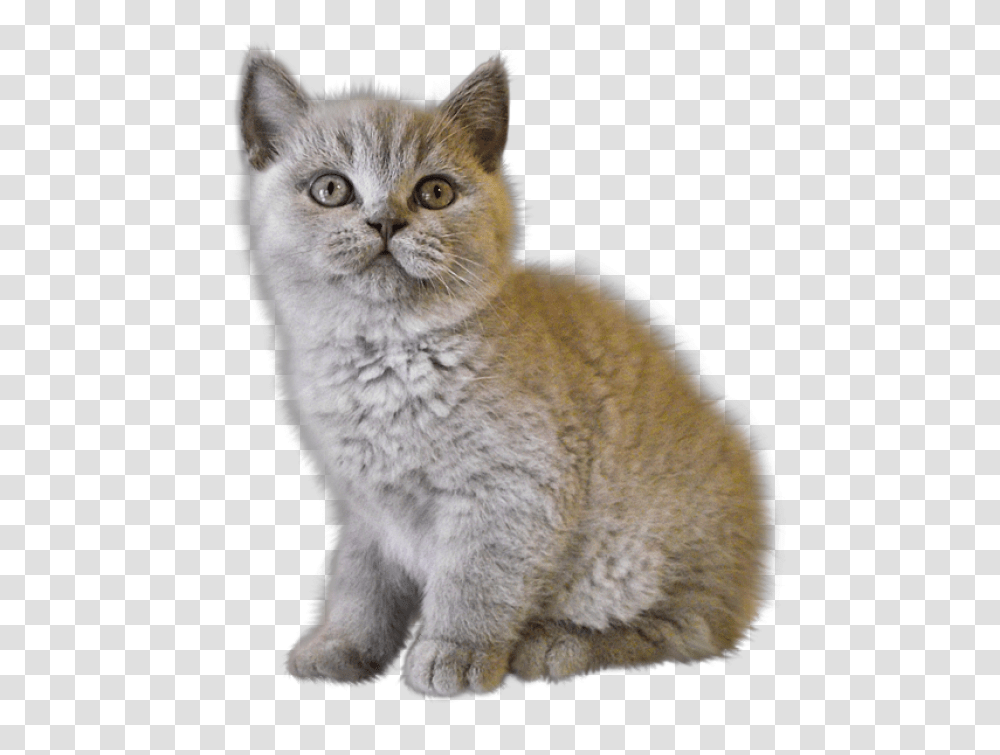 Cats Sad Kitten, Pet, Mammal, Animal, Manx Transparent Png