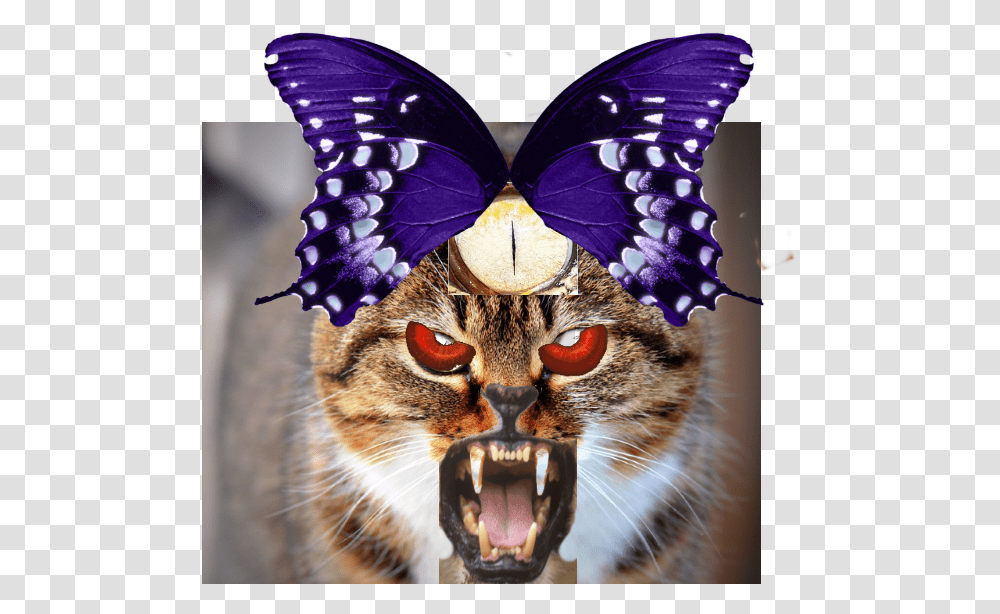 Cats With Blue Eyes, Pet, Mammal, Animal, Insect Transparent Png