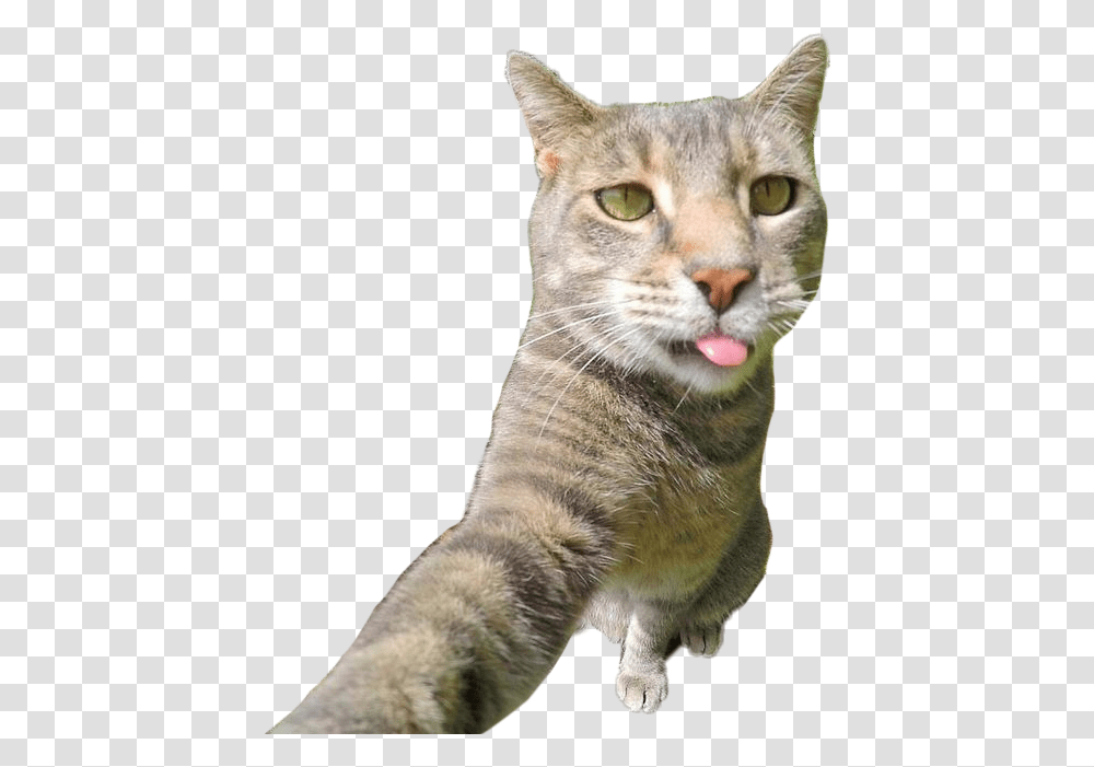 Catselfie Cat Selfie Selfi Kota, Pet, Mammal, Animal, Mouth Transparent Png