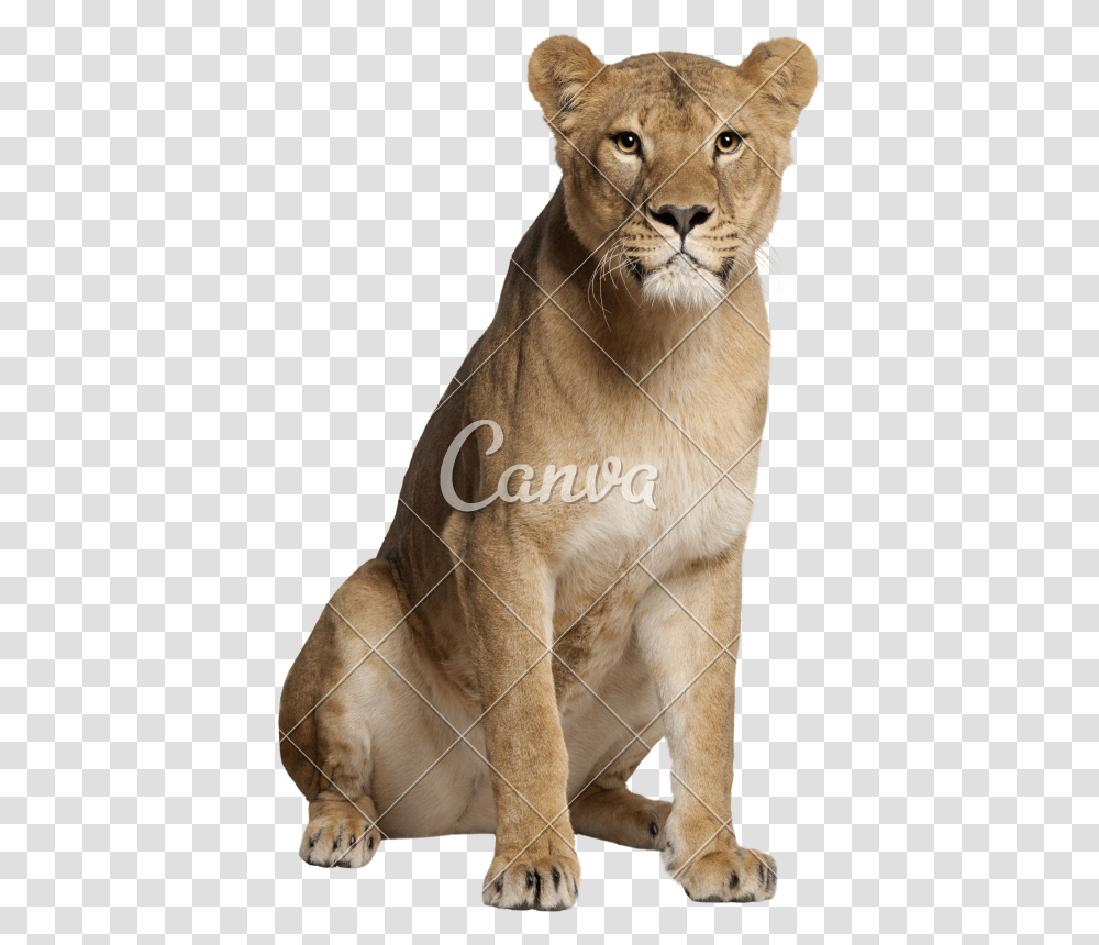 Catspumaterrestrial Figure Lioness Sitting Front View, Wildlife, Animal, Mammal, Tiger Transparent Png