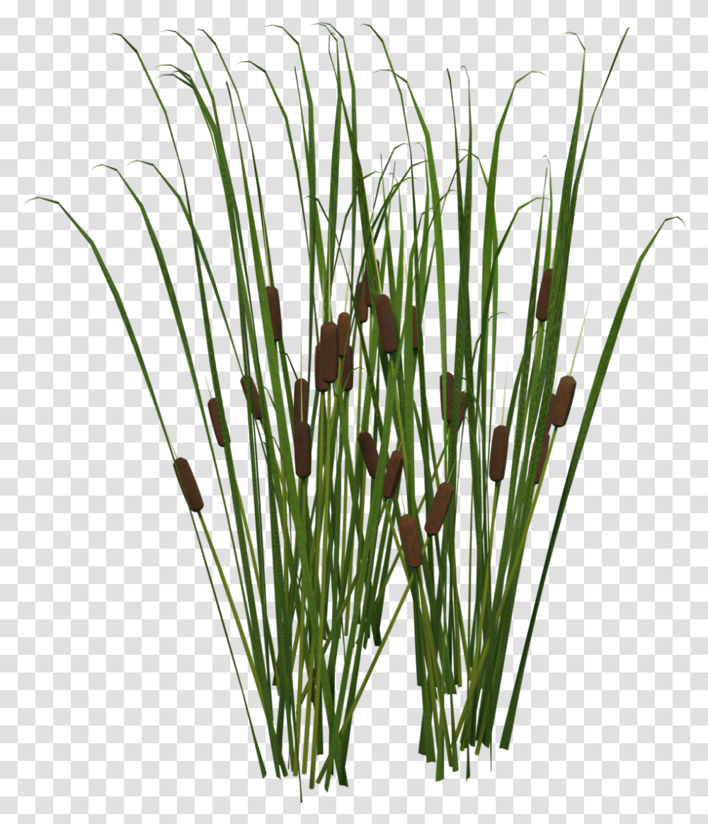 Cattail Cat Tail Plant, Grass, Lawn, Agropyron, Reed Transparent Png