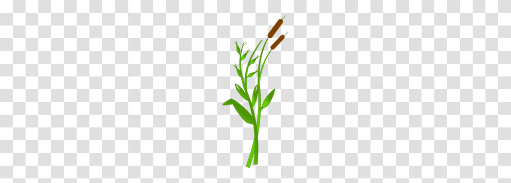 Cattails Clipart Look, Plant, Flower, Amaryllidaceae, Daffodil Transparent Png