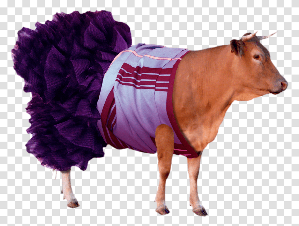 Cattle, Bull, Mammal, Animal, Cow Transparent Png