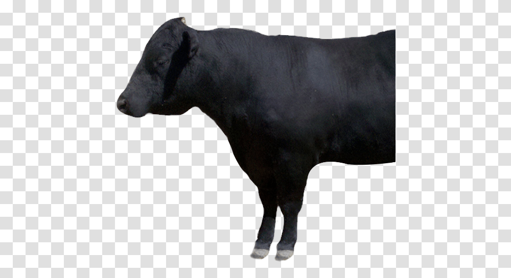 Cattle, Bull, Mammal, Animal, Cow Transparent Png