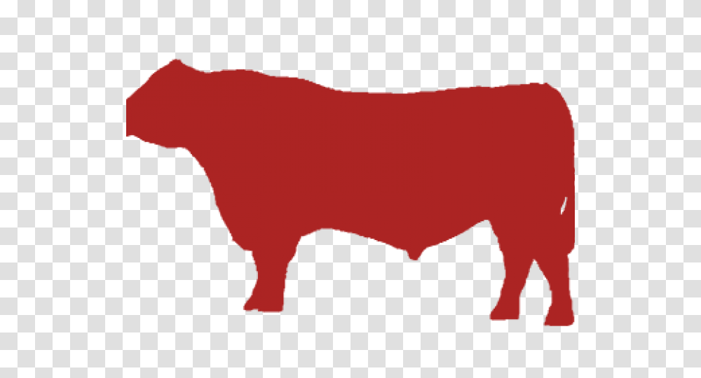 Cattle Clipart Angus Cow, Bull, Mammal, Animal, Ox Transparent Png