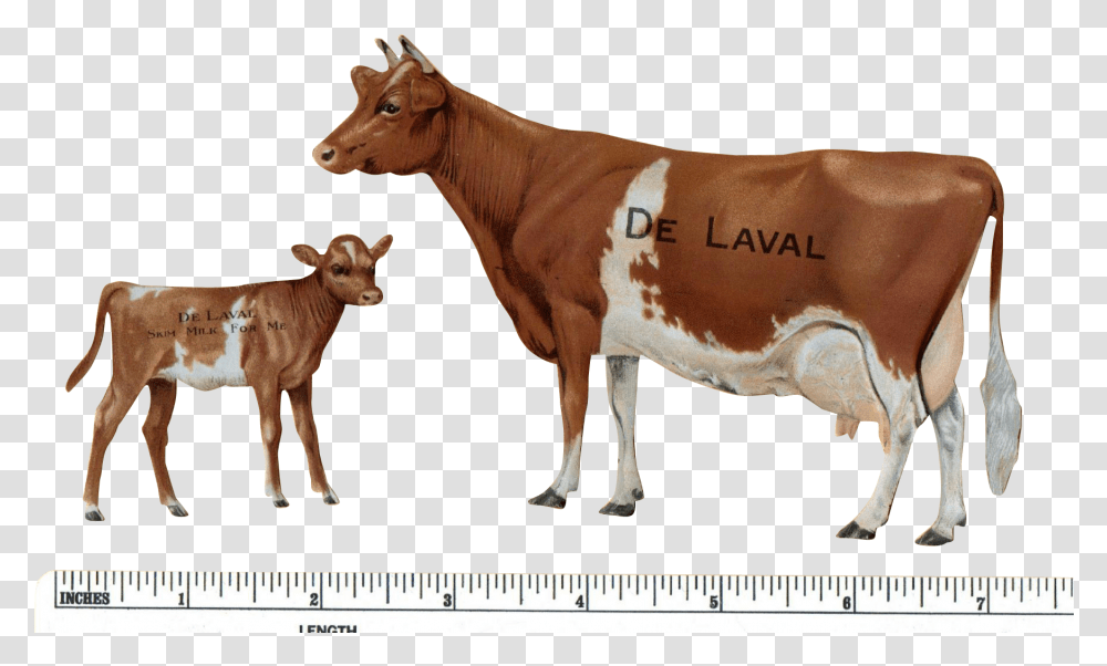 Cattle, Cow, Mammal, Animal, Dairy Cow Transparent Png