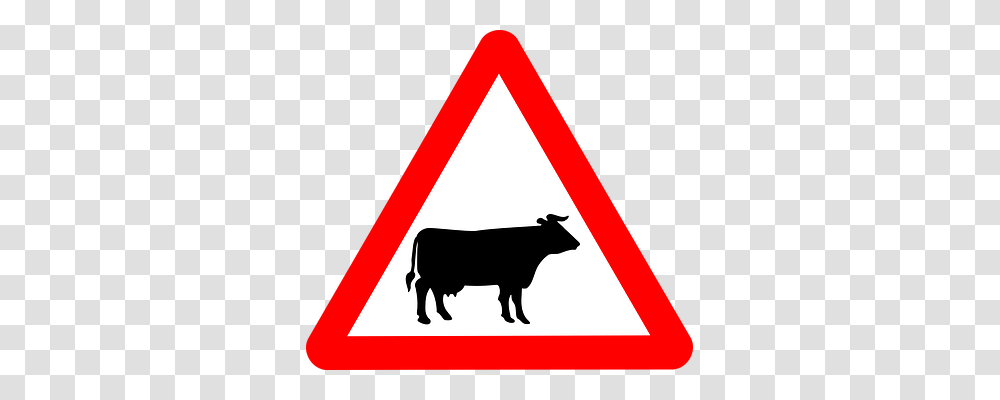Cattle Crossing Person, Cow, Mammal Transparent Png