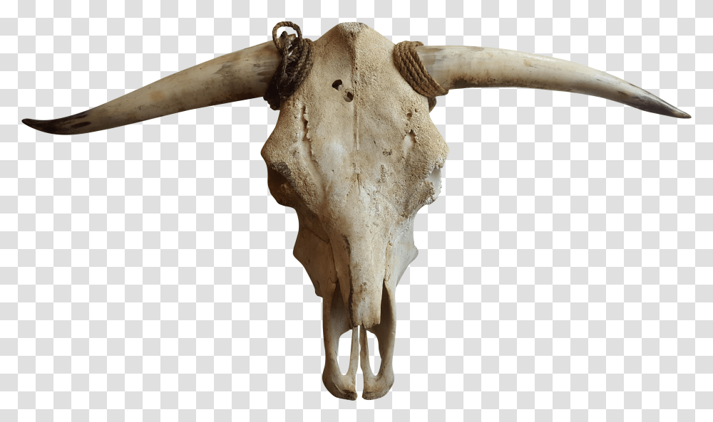 Cattle Goat Horn Bone Cow Skull Transparent Png