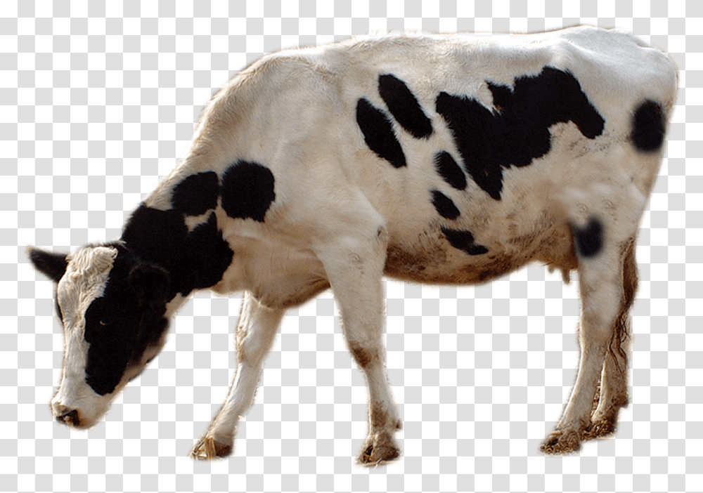 Cattle Livestock Cows Transprent Free Download Cow Grazing, Mammal, Animal, Calf, Dairy Cow Transparent Png