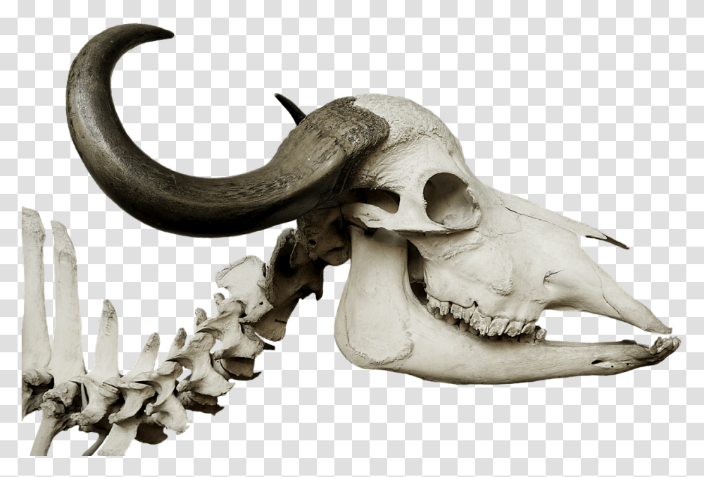 Cattle Skull African Buffalo Stone Age Animal Skulls, Jaw, Fungus, Invertebrate, Fossil Transparent Png