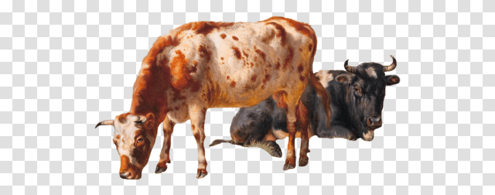 Cattle Vector Grazing Cow Cows, Mammal, Animal, Bull, Longhorn Transparent Png