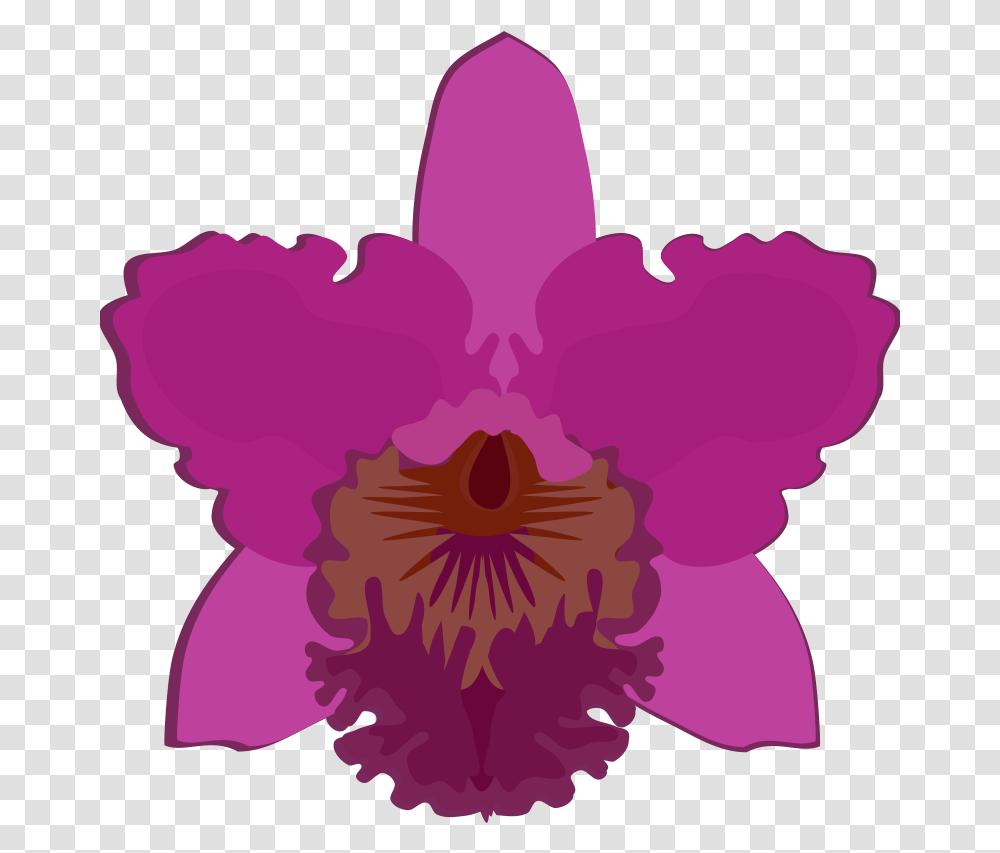 Cattleya 07b Orchid Flower Clip Art, Plant, Blossom, Hibiscus, Petal Transparent Png