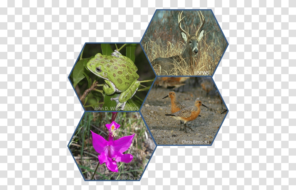 Cattleya, Bird, Animal, Beak, Amphibian Transparent Png