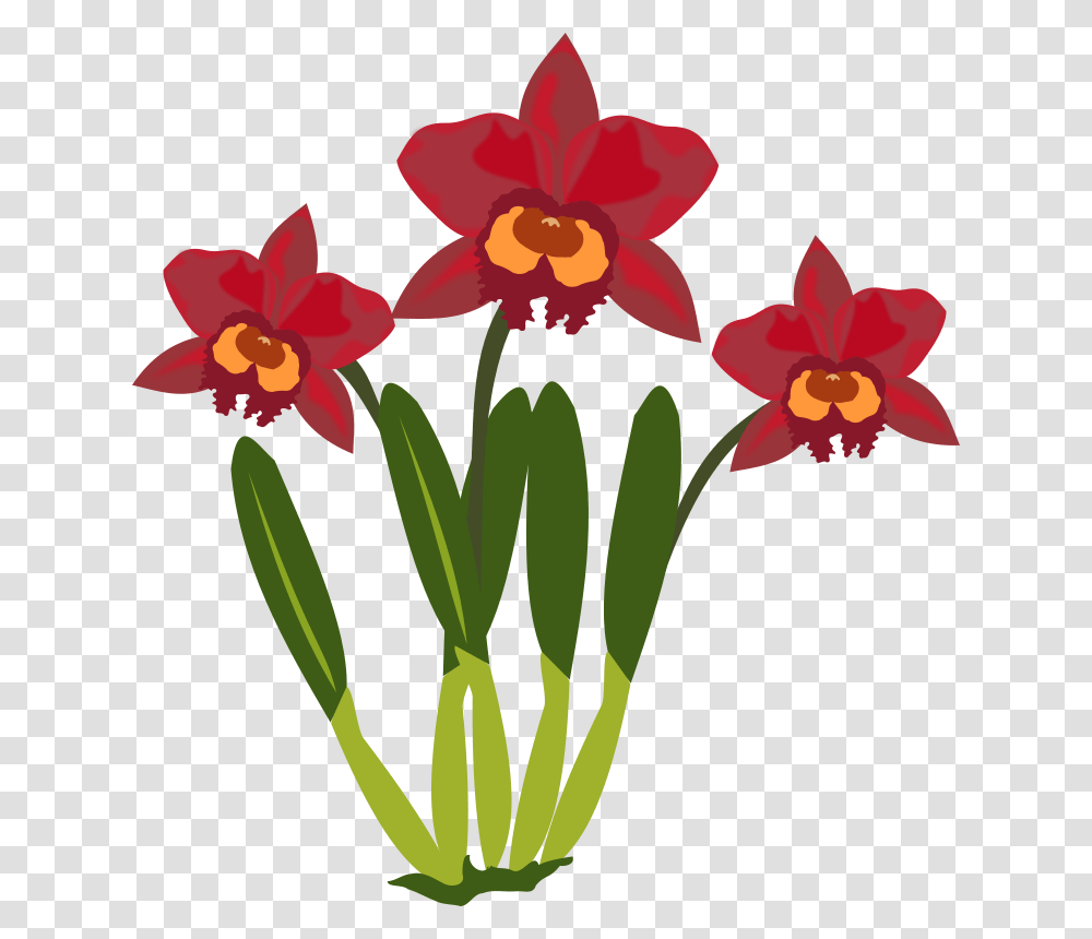 Cattleya Cartoon Picture Of Orchid Flower, Plant, Blossom, Daffodil, Flower Arrangement Transparent Png