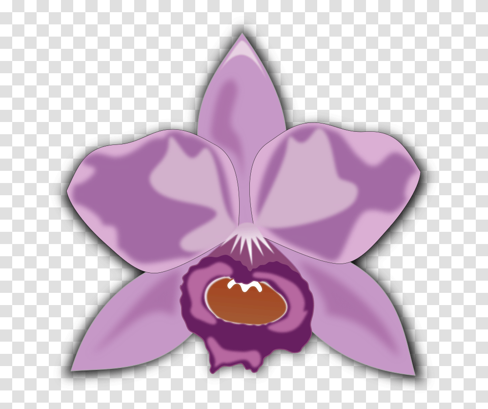 Cattleya Cattleya Orchid Clipart, Plant, Flower, Blossom, Purple Transparent Png
