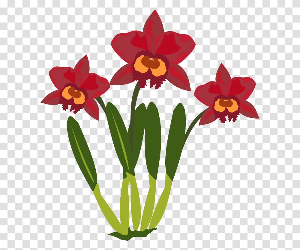 Cattleya Cliparts, Plant, Flower, Blossom, Orchid Transparent Png
