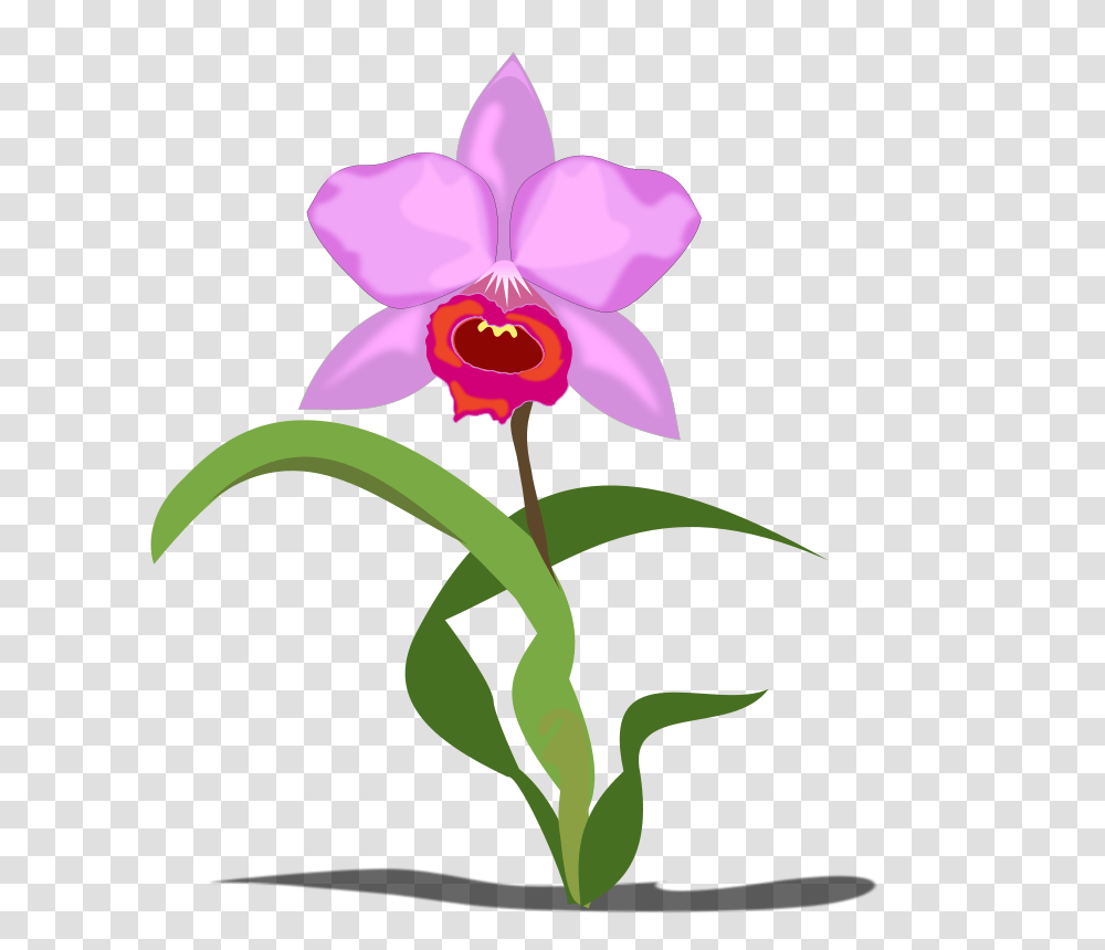 Cattleya, Nature, Plant, Flower, Blossom Transparent Png