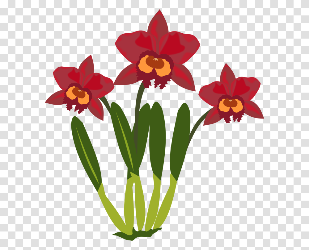 Cattleya Orchids Flowering Plant Plants, Blossom, Daffodil, Flower Arrangement, Iris Transparent Png