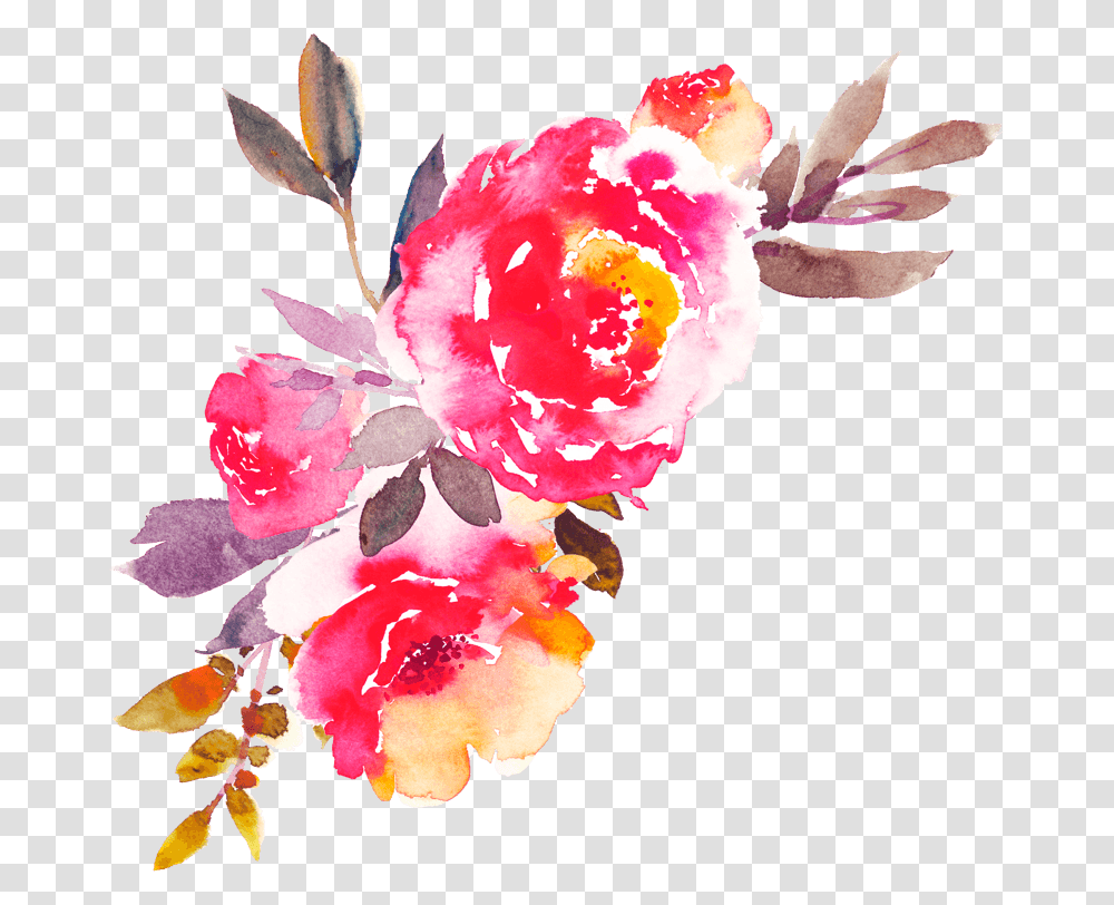 Cattleya, Plant, Flower, Blossom, Rose Transparent Png