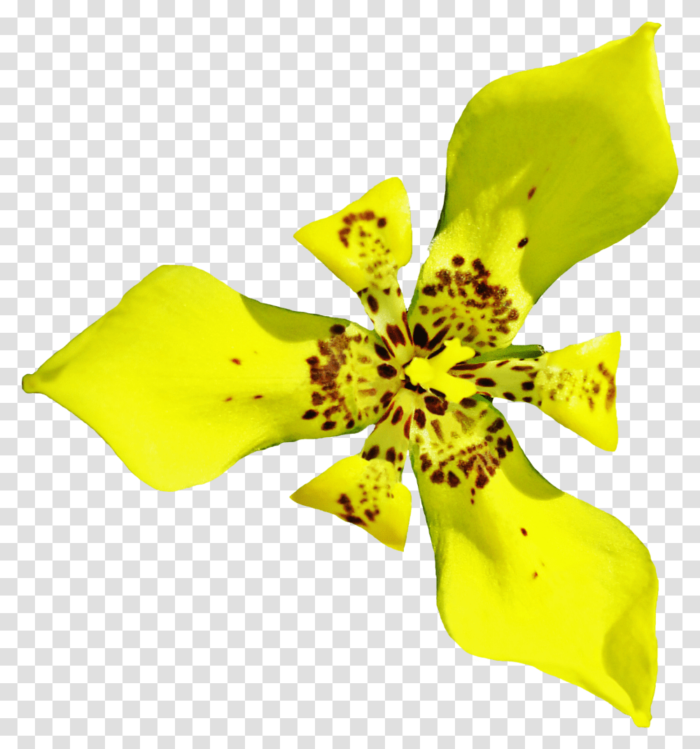 Cattleya, Plant, Pollen, Flower, Blossom Transparent Png