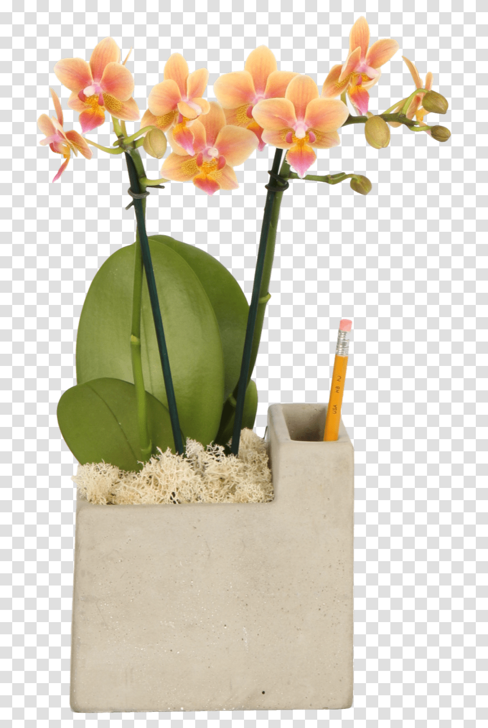 Cattlianthe Jewel Box, Plant, Flower, Blossom, Flower Arrangement Transparent Png