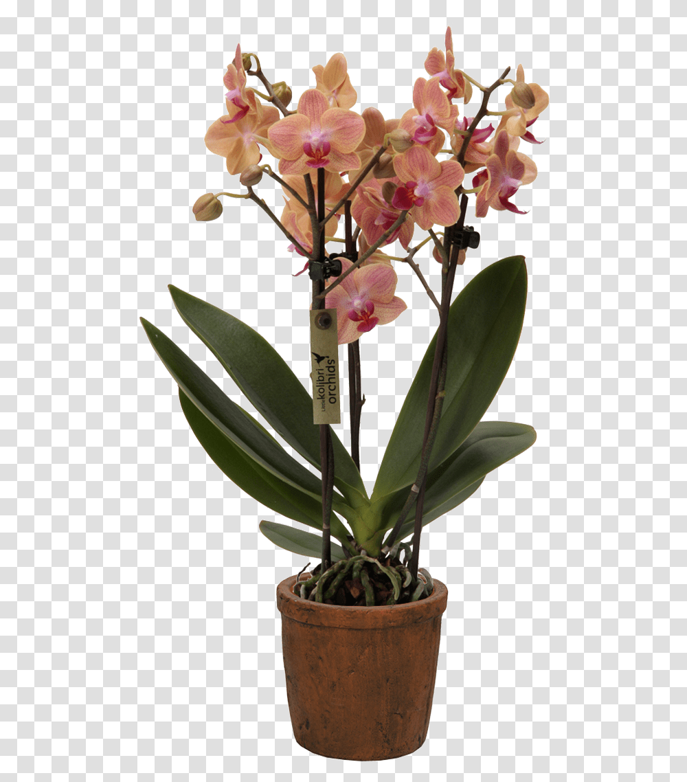 Cattlianthe Jewel Box, Plant, Flower, Blossom, Orchid Transparent Png
