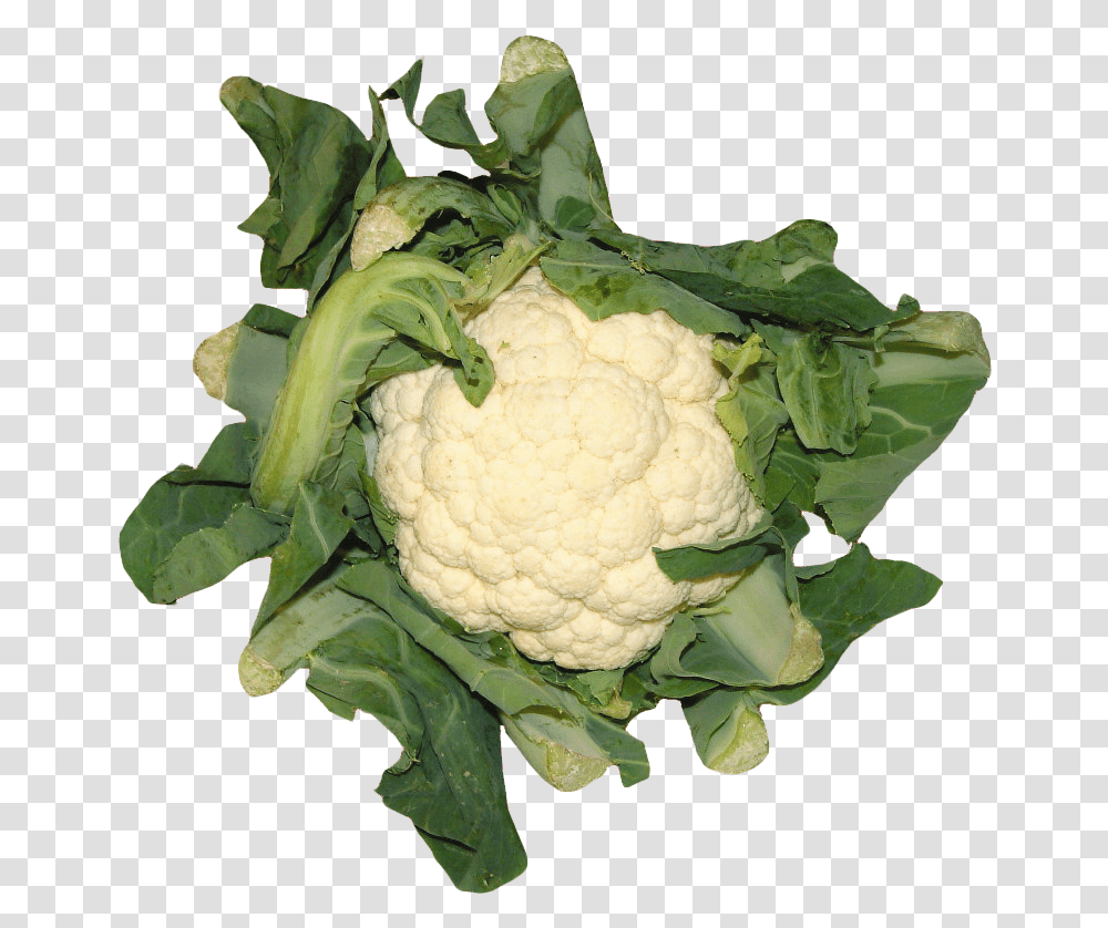 Cauliflower In High Resolution Cauliflower, Plant, Vegetable, Food, Rose Transparent Png