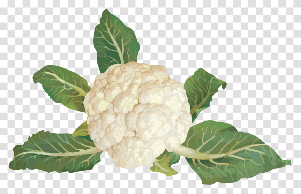 Cauliflower, Vegetable, Plant, Food Transparent Png