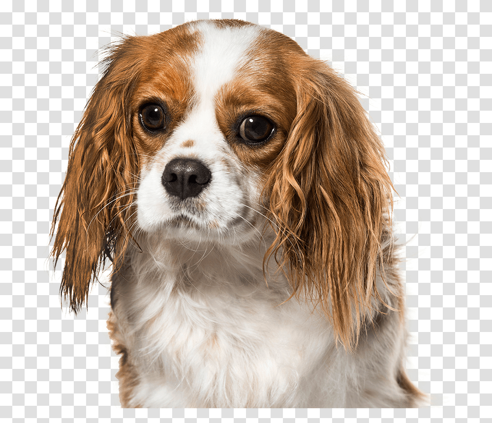 Cavalier King Charles Spaniel, Dog, Pet, Canine, Animal Transparent Png