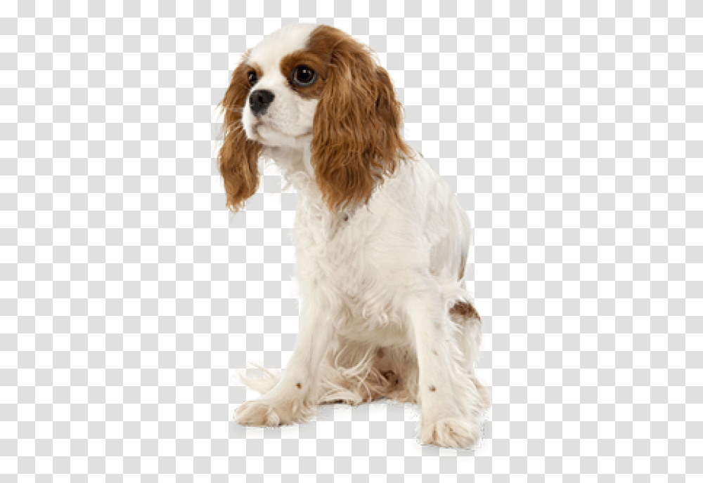Cavalier King Charles Spaniel No Background, Pet, Animal, Canine, Mammal Transparent Png