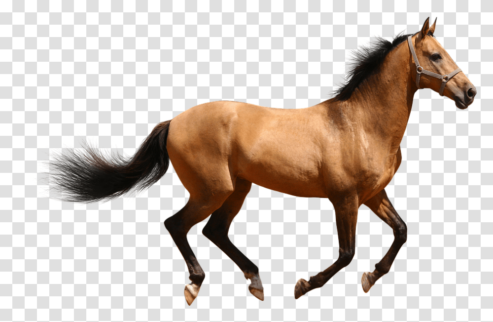 Cavalo Female Horse, Mammal, Animal, Colt Horse, Foal Transparent Png
