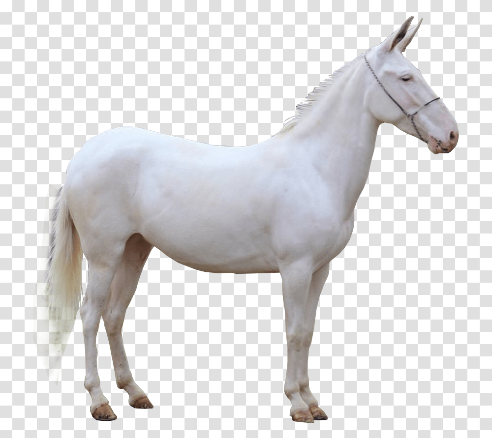 Cavalo Mustang Horse, Mammal, Animal, Foal, Colt Horse Transparent Png