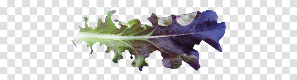 Cavendish Baby Leaf Mustard Greens, Plant, Vegetable, Food, Produce Transparent Png