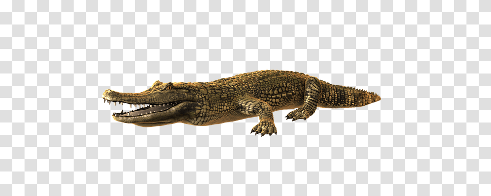 Cayman Animals, Lizard, Reptile, Crocodile Transparent Png