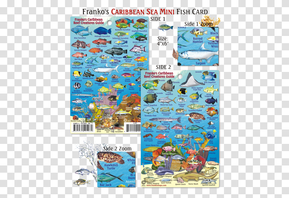 Cayman Islands Reef Fish, Comics, Book, Rug Transparent Png