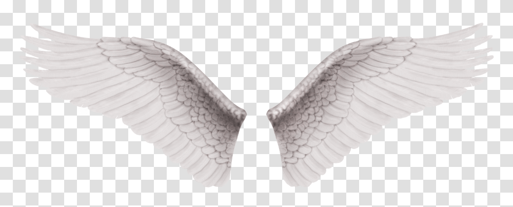 Cb Edit Wings Alas De Angel Reales, Bird, Animal, Flying Transparent Png