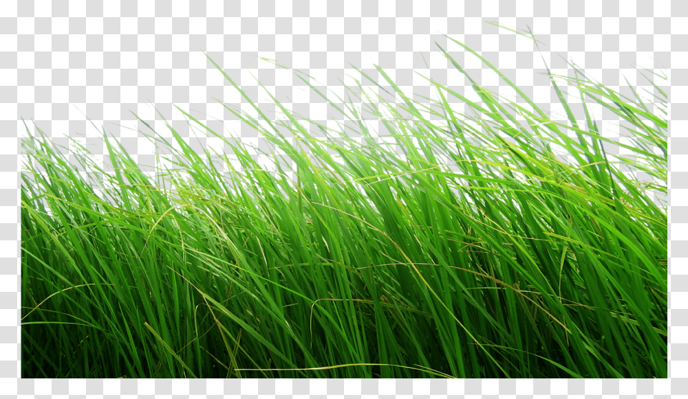 Cb Editing Flower Grass Cb Background Hd Grass, Plant, Lawn, Agropyron, Reed Transparent Png