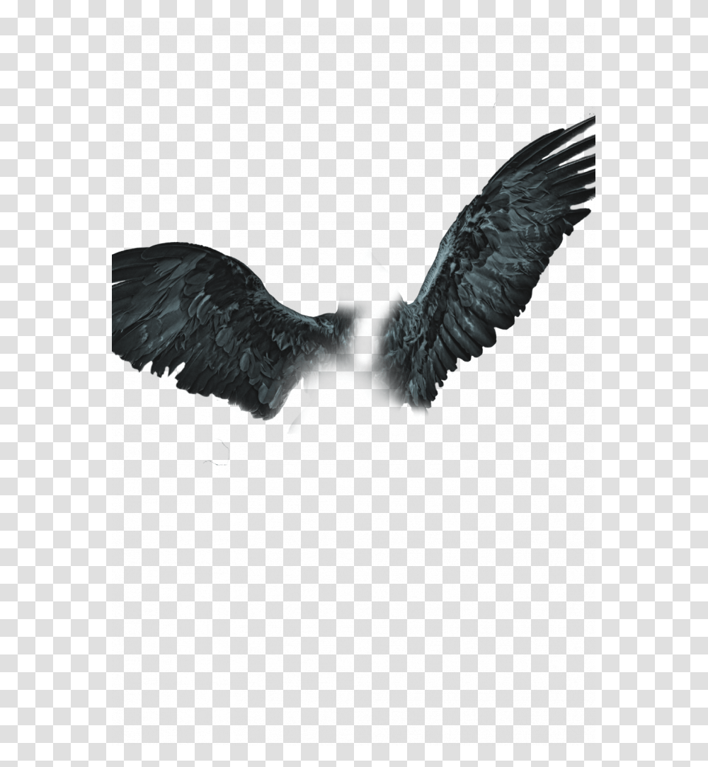 Cb Edits Background, Bird, Animal, Eagle, Hawk Transparent Png