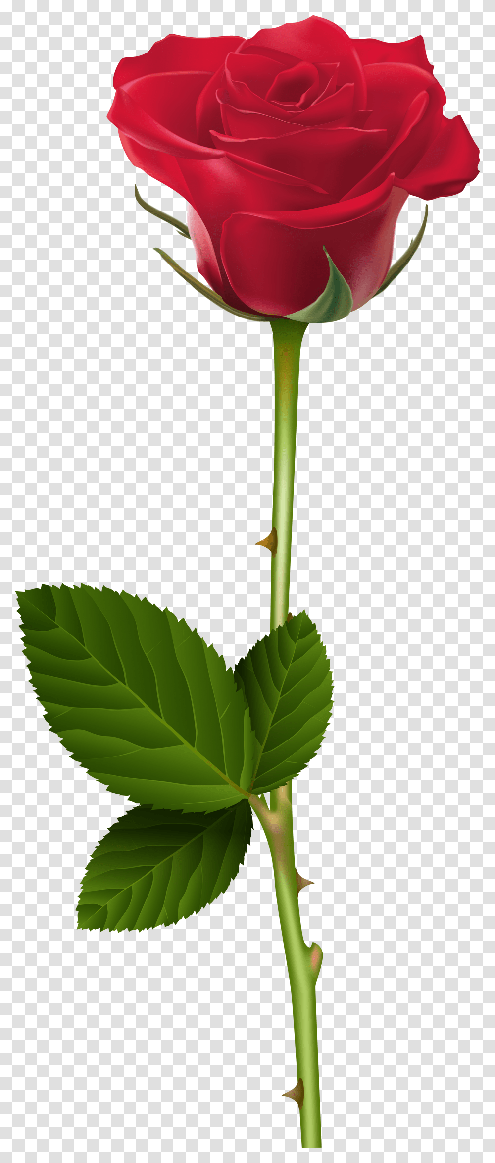 Cb Edits Rose, Plant, Flower, Blossom, Leaf Transparent Png