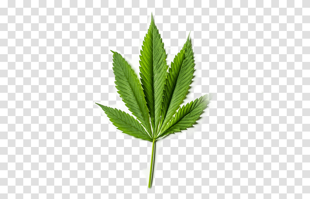 Cbd Leaf, Plant, Weed, Hemp, Pineapple Transparent Png