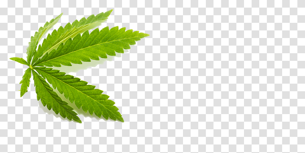 Cbd Leaf Transparent Png